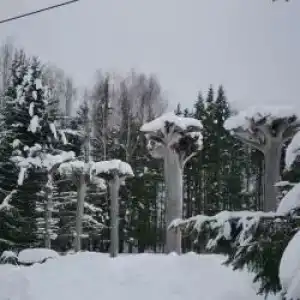 Живица - 49