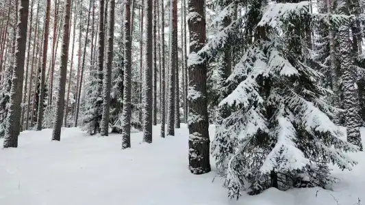 Домики на Волге - 27