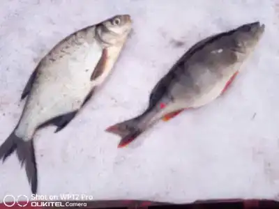 Сабо - 49