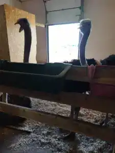 Мурманская страусиная ферма - 99