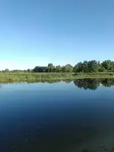 Сосны - 46