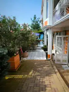 Сова - 3