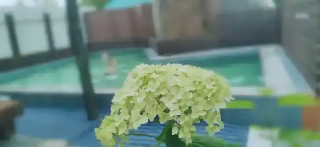 Золотари 5+ - 36