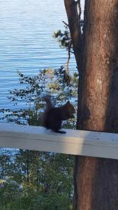 Бурдугуз - 86