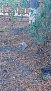 Морская дача Арабеска - 99