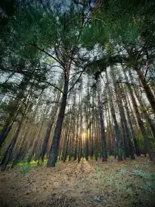 Дом-Шалаш на Усе - 18