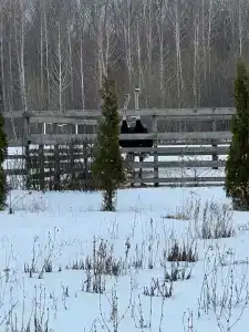 Мультиферма - 82