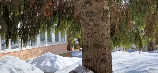 Ясный берег - 41