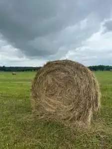 Елизарово - 60