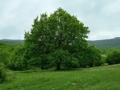 Богатое ущелье - 23