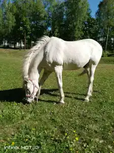 Акбузат - 44