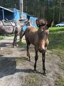Купец - 17