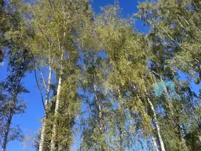 Усадьба Отрада - 49