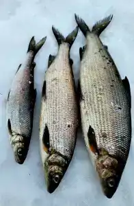 Северный- Остров рф - 51