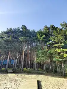 Сосновый бор - 6