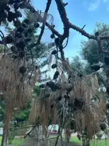 Sumela Garden - 47