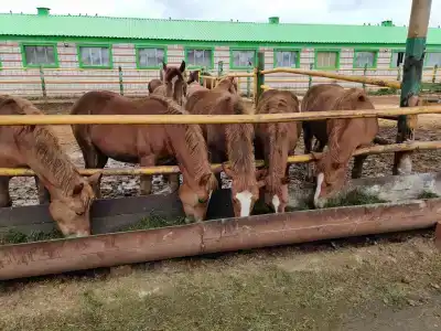 Кумыс. ру - 29