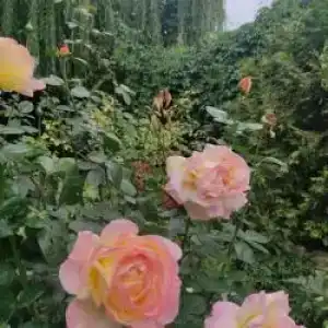 Постоялый Двор - 72