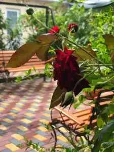 Сад Эдема - 2