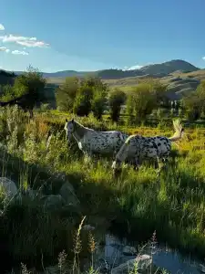 Улаган-Ичи - 18