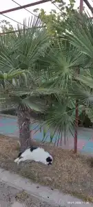 Отдых в домике на берегу моря ве - 9