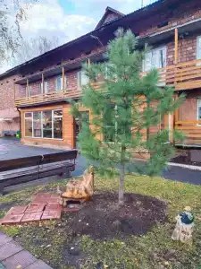 Кедр - 0