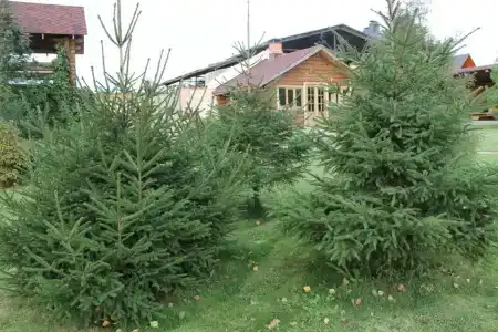 Георгиевский - 19