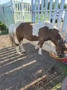 Храброво - 18