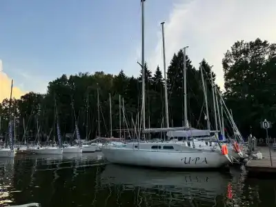 Березки - 60