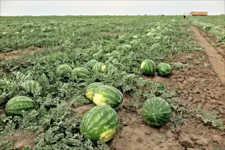 Роза ветров - 0