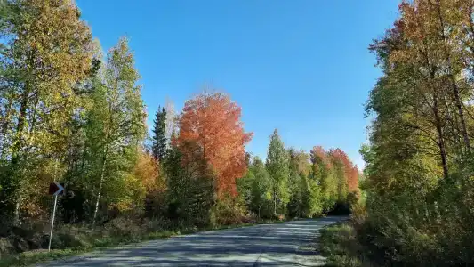Таежная Рось - 34