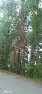 Суванто - 20