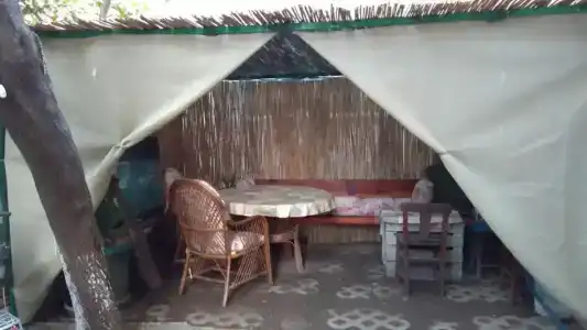 Caretta Caretta - 26