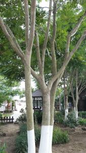 Белый Берег - 86