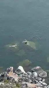 Байкал-Бабр - 35