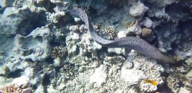 Ali Baba Palace -Families and Couples Only- - 18