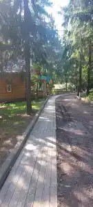 Хвойный бор - 22