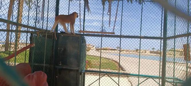 Ali Baba Palace -Families and Couples Only- - 33