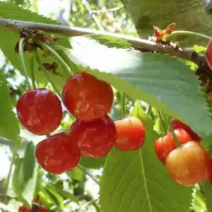 Маргарита - 42