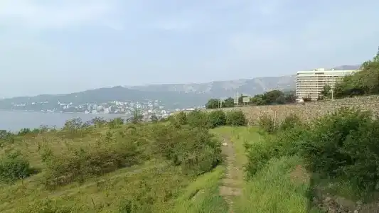 Пальма - 15