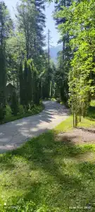 Лесной дом - 35
