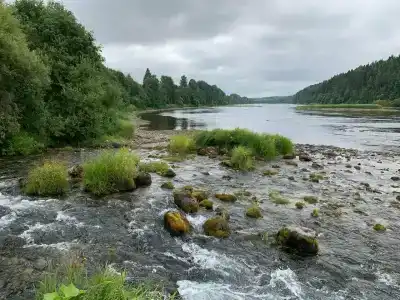 Маркомусы - 30