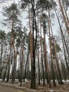 Дубрава - 38