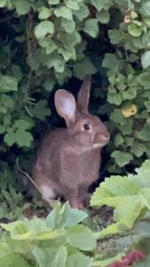 Эко-дом у реки - 11