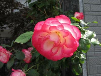 Ryokan Matsukaze - 20
