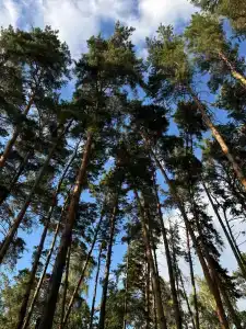 Медведь - 11