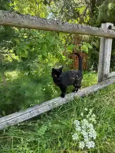 Зеленая Тропа Деревня - 5