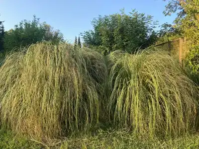 Солнечная - 20