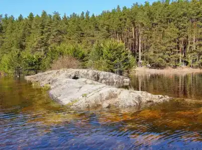 Белые Росы - 13