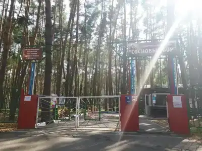 Сосновый бор - 6